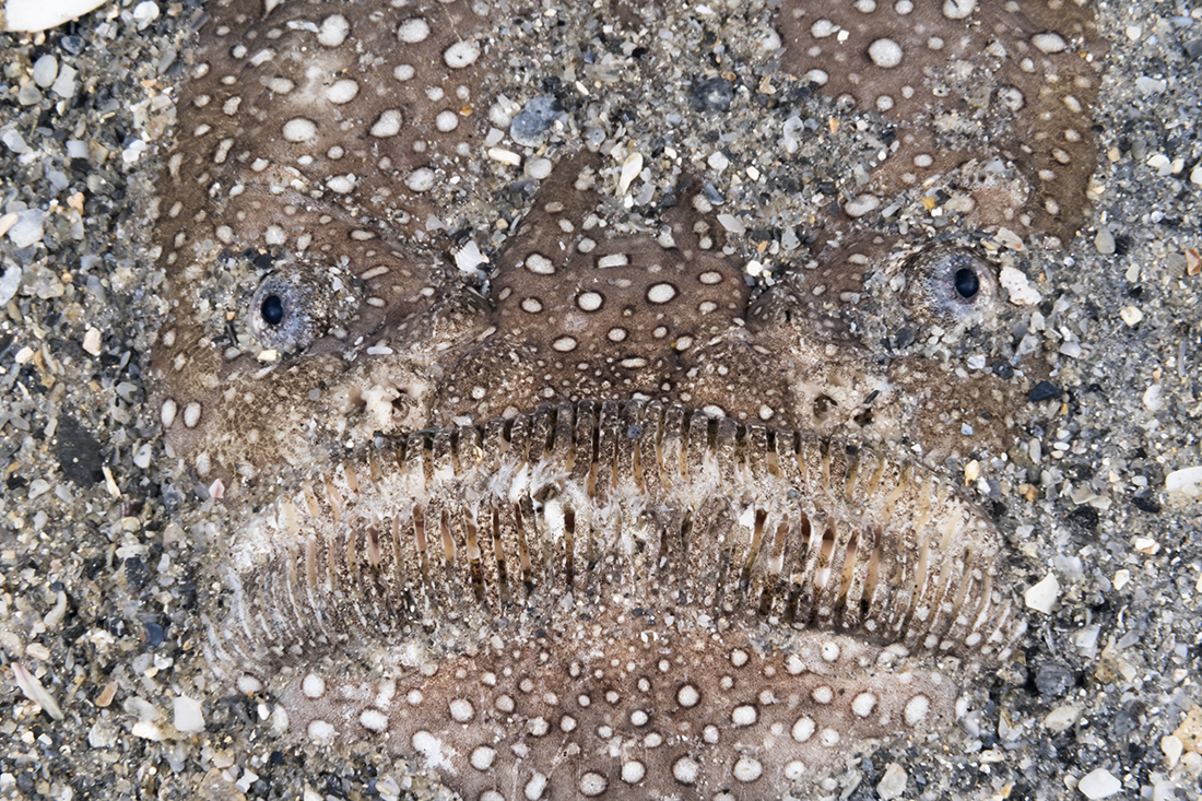 A Northern stargazer stares up from its hiding place in the sand giving it a rather macabre looking facial appearance.