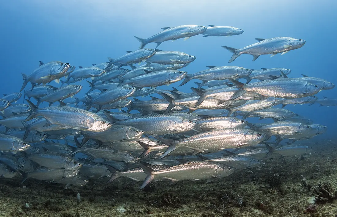 Normally found along inshore waters and the intercoastal, this large school of Atlantic tarpon (Megalops atlanticus) decided to cruise the outside over the top of 60-70-foot reef line off Singer Island north of the West Palm Beach Inlet.  