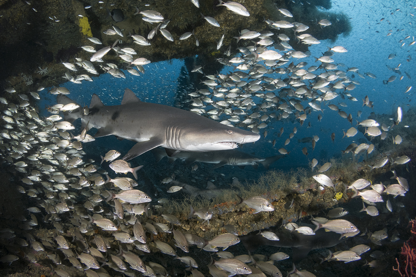 Sand tiger sharks on the wreck of the Caribsea, North Carolina