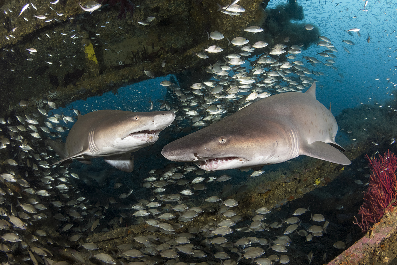 Pair of sand tiger sharks (Carcharias Taurus), on the wreck of the Caribsea off North Carolina.