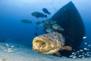 Florida’s Goliath grouper, the unprecedented rise of methylmercury now being discovered in these giant reef fish are now presenting a new obstacle in their fight for survival.