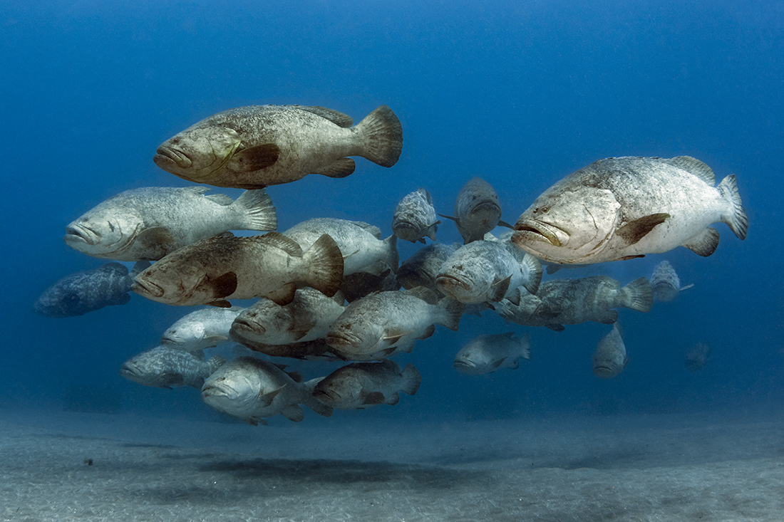 A Goliath grouper (Epinephelus itajara) spawning aggregation off the coast of Jupiter Florida.