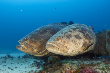 A pair of Atlantic goliath groupers (Epinephelus itajara).