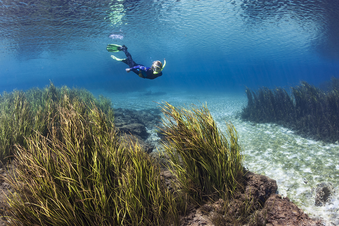 Fed by some 500 million gallons of clear, clean fresh water a day from deep underground, the underwater scene is almost other worldly. Up in the upper portion of the spring run that makes Rainbow, the streambed alternates between thick, undulating grass beds and scattered expanses of white sand bottom.