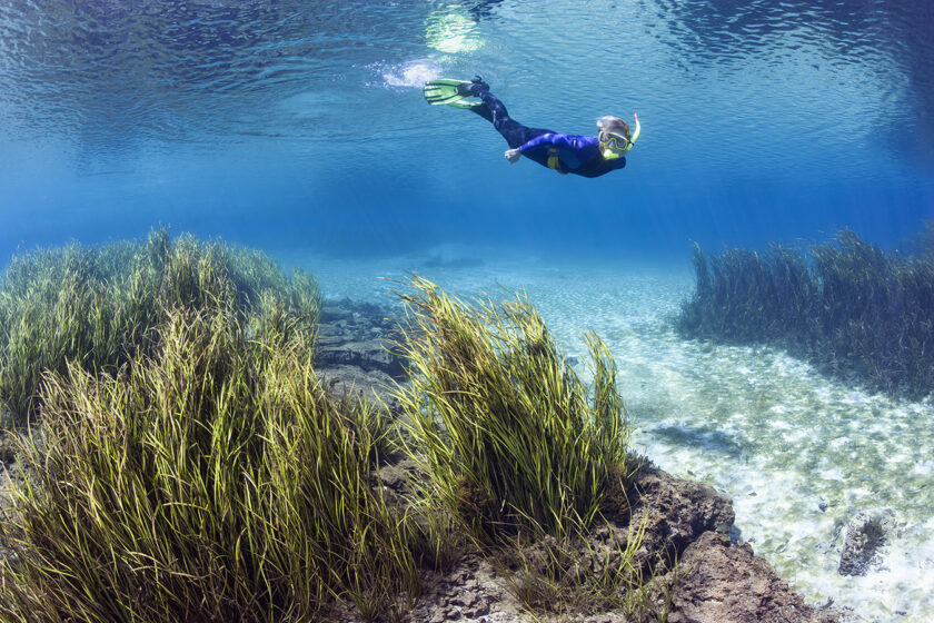 Snorkeler enjoying the wonders of central Florida’s Rainbow River offering one of the clearest first magnitude freshwater spring.