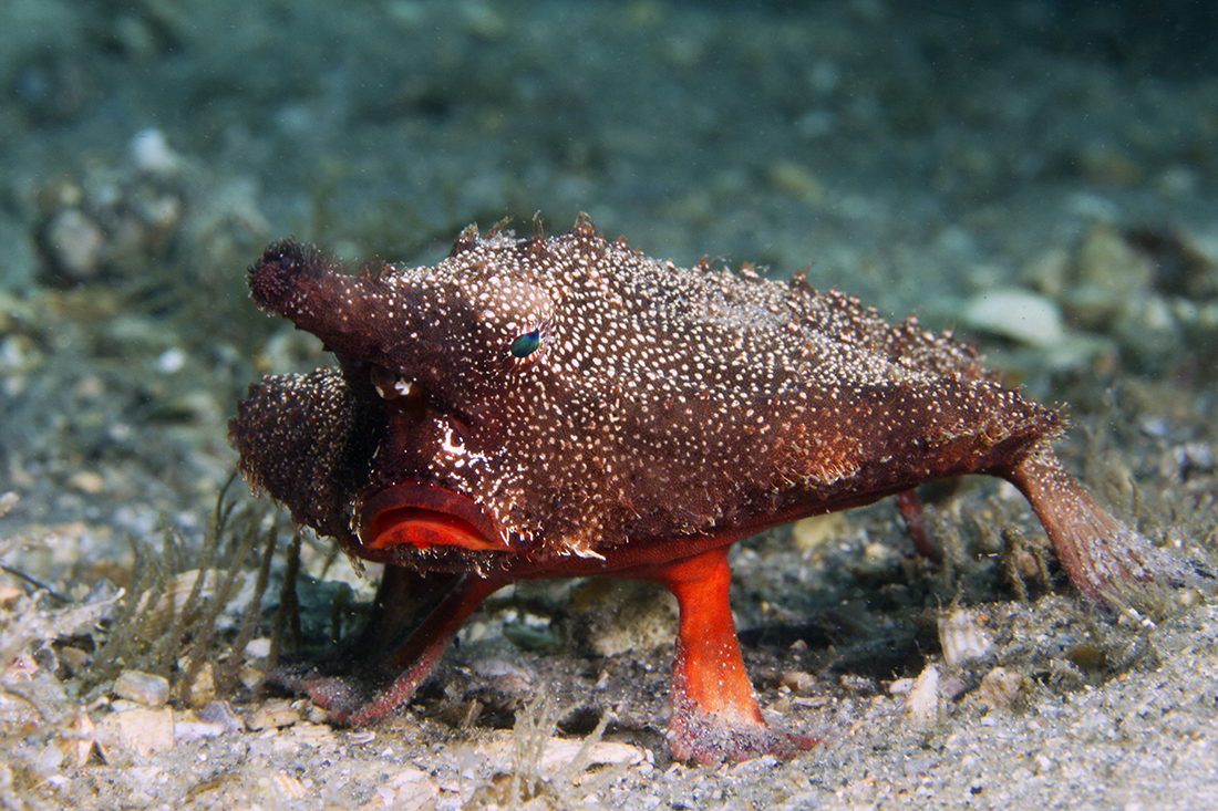 Shortnose batfish (Ogcocephalus nasutus)