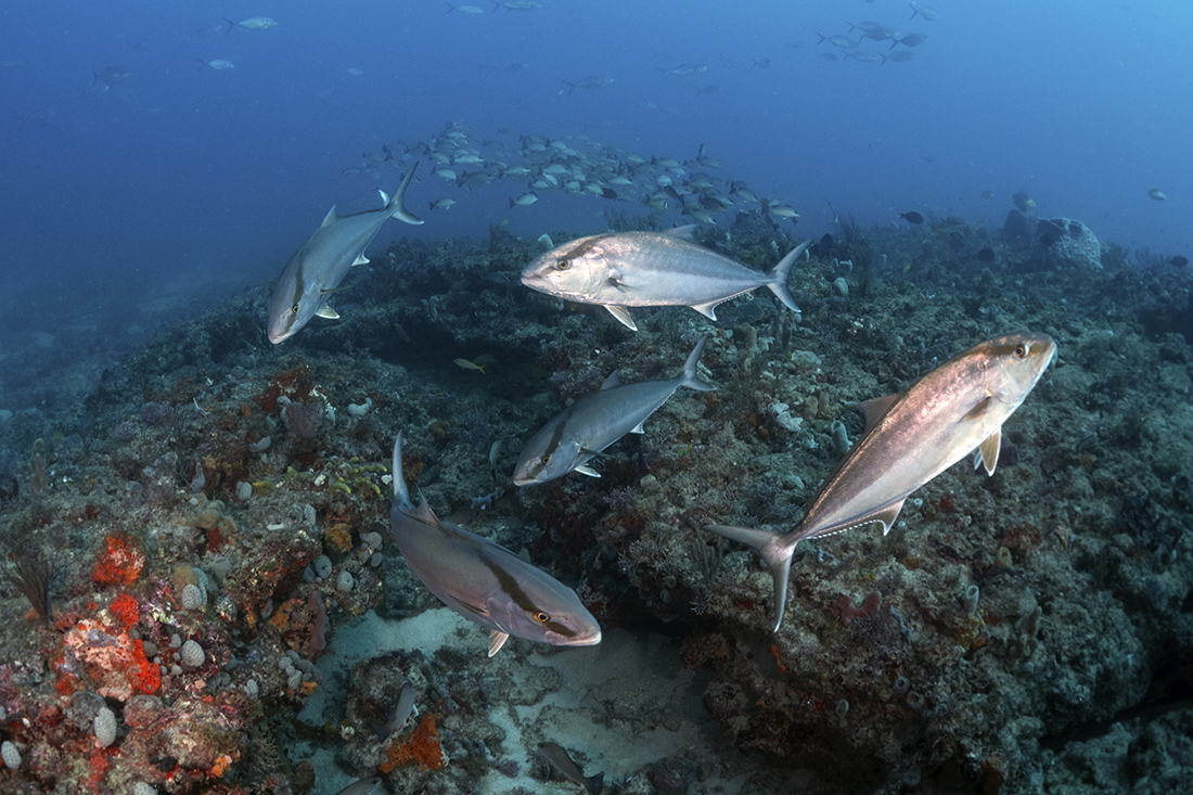 Group of greater amberjacks (Seriola dumerili), the largest species of the jacks in the Atlantic mill above a wide fissure atop the limestone escarpments that make of the reef systems in this region of Florida’s southeast coast.