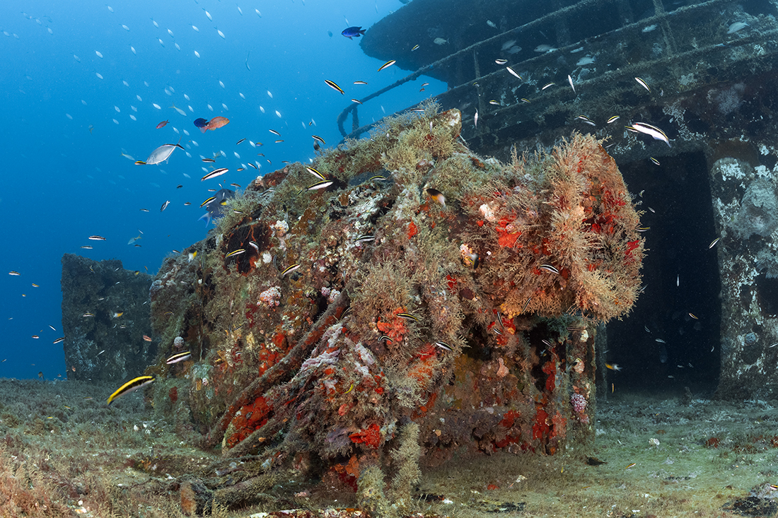 Once used to retrieve the Ana Cecilia’s two huge anchors, this large windless on the Ana Celica’s foredeck now serves as a foundation for an assortment of marine growth.