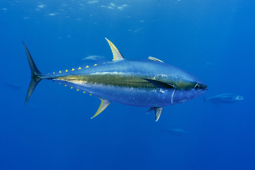 Yellowfin tunas (Thunnus albacares)