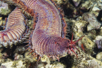 Marine worm Eunice Roussaie - aka the St. Lucia Thing