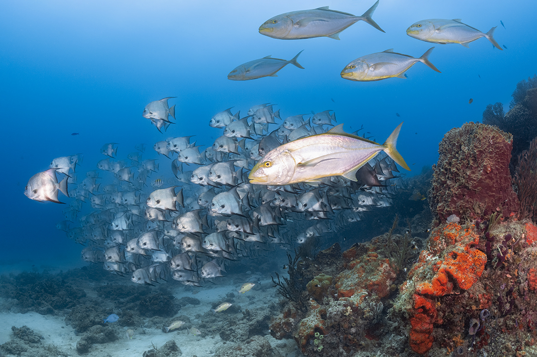 Yellowjacks and spadefish mill about the west facing edge of Breaker’s Reef.