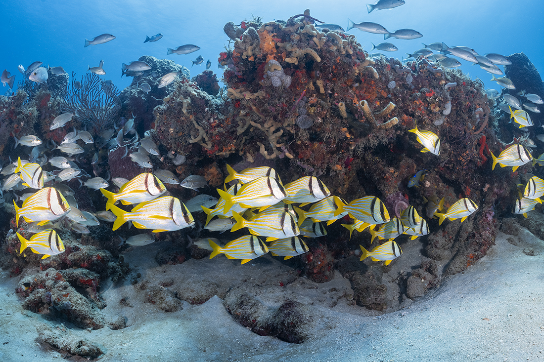 School of porkfish hang close to an overhang on Breaker’s Reef off of Palm Beach Island.