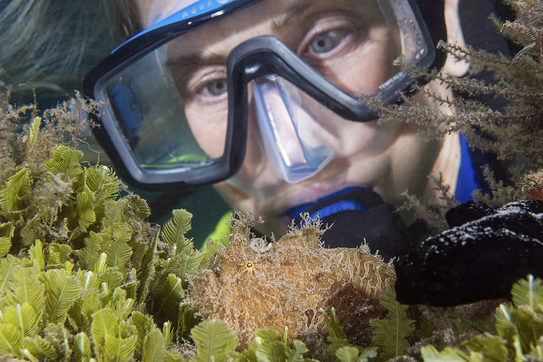 Diver taking a close look at a striated frogfish (Antennarius striatus).