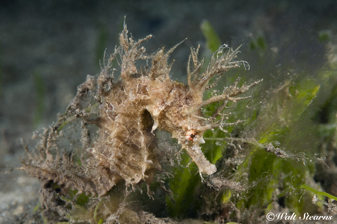 lined seahorse (Hippocampus erectus) with a full headdress.