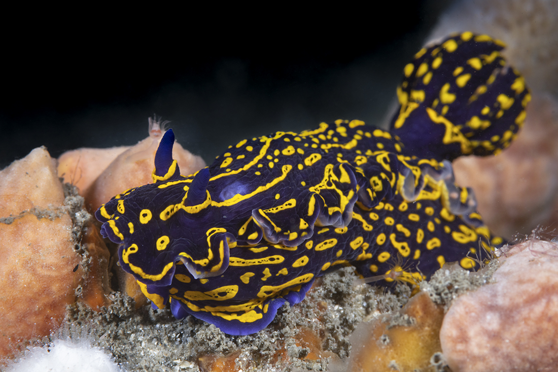 Regal Sea Goddess Nudibranch (Felimare picta)