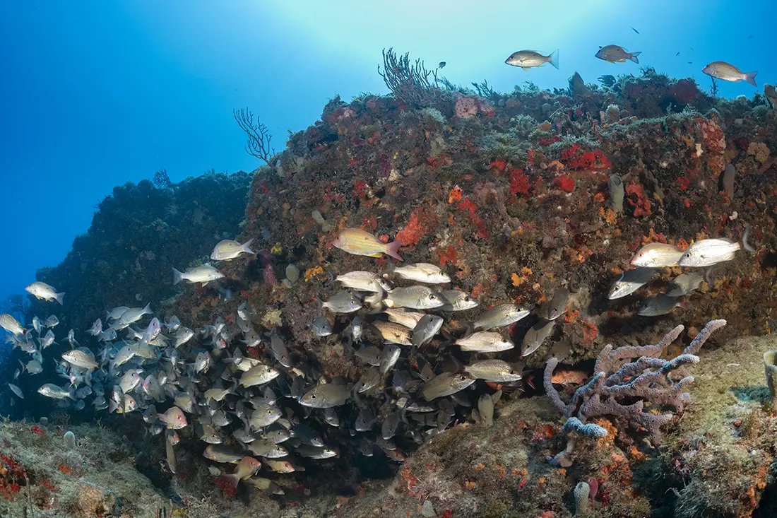 Reef images of the Juno High Bar off Jupiter.