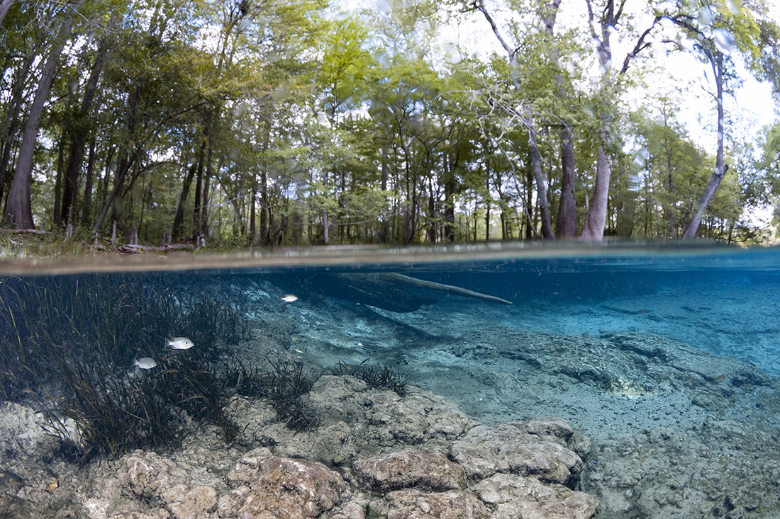 A split level perspective between air and water at Ginnie Springs.