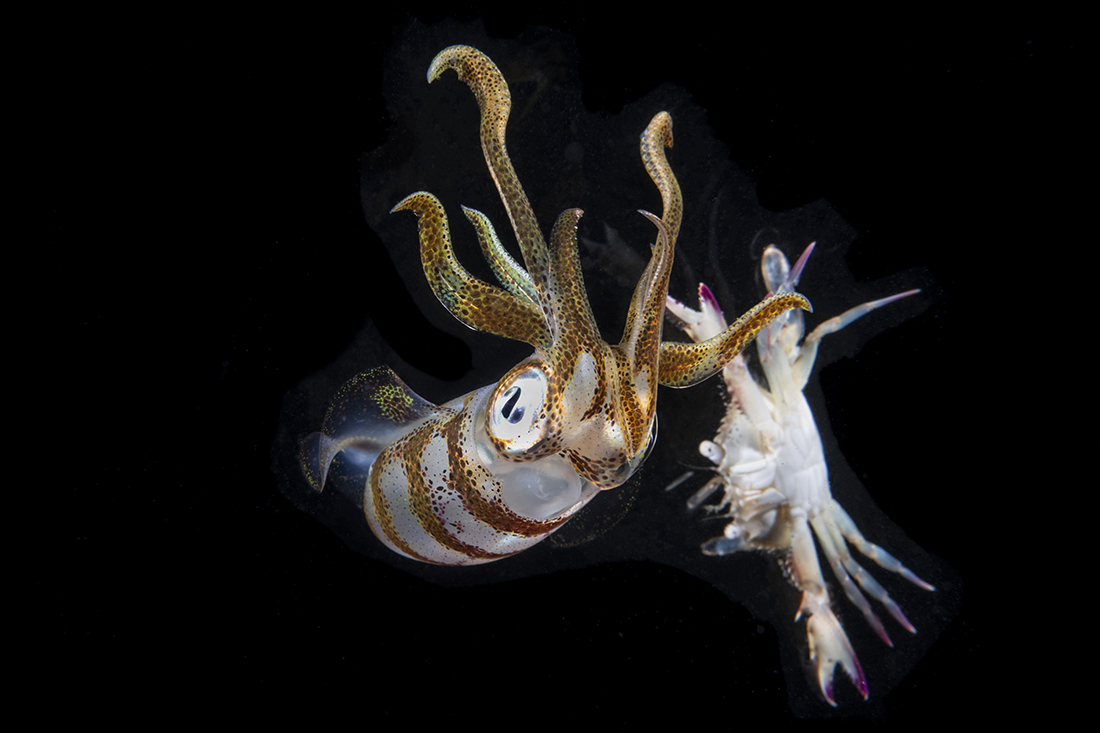 Looking like they're dancing with hands in the air without a care, a reef squid and swimmer crab get caught in the dark by the sudden flash of of an underwater strobe.