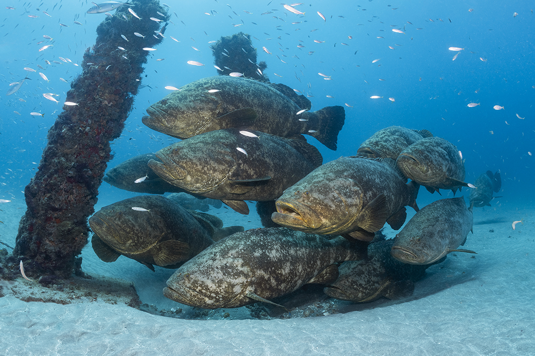 Goliath grouper spawning aggregation on the MG-111.