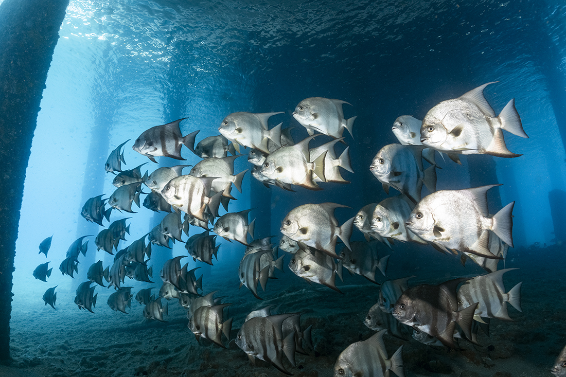 School of spadefish beneath the small bridge span connecting Phil Foster Park with Singer Island. 