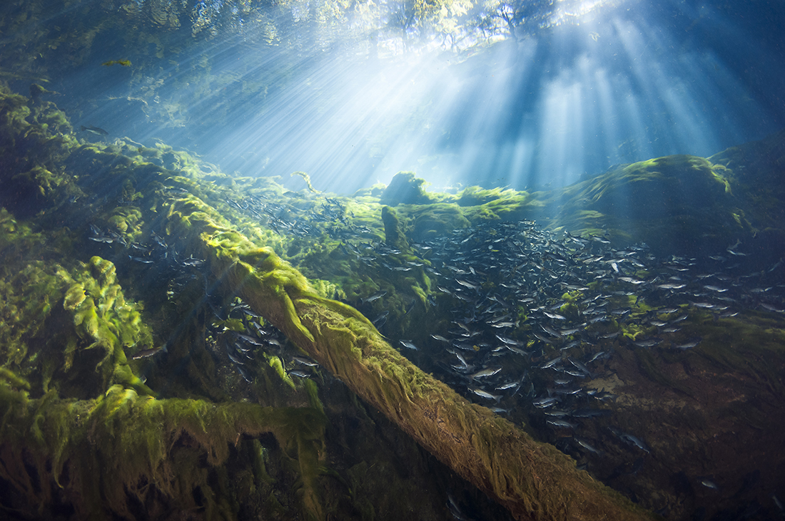 While Manatee might not have the same bottled-water clarity of Ginnie Springs, the particulate present in the spring’s basin can bring about dreamy effect on the sunbeams filtering down from above.