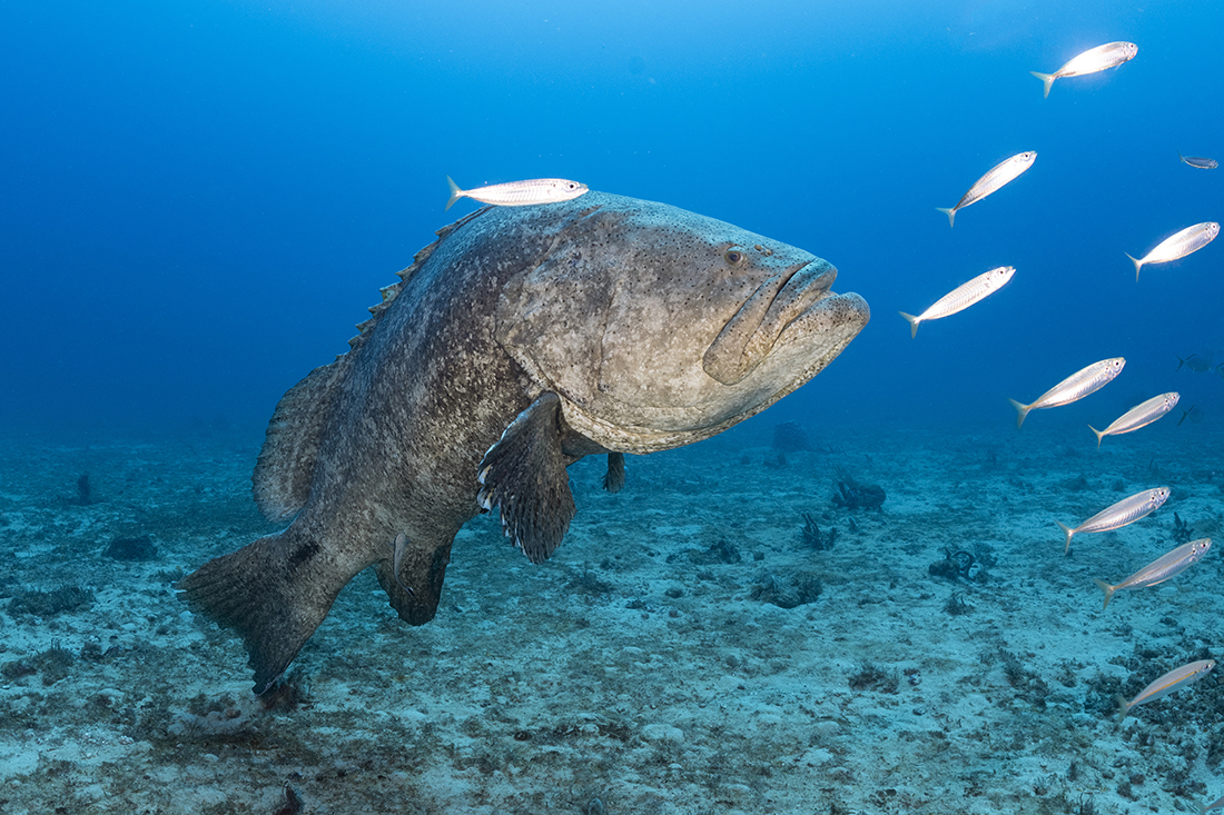 Methylmercury poisoning could likely be the cause of this large Goliath grouper’s physical deformity. It is highly unlikely for any fish in the wild to survive such a birth defect during juvenile development, as such the abnormal curvature in this fish’s spine likely took place over the years of its adult development..