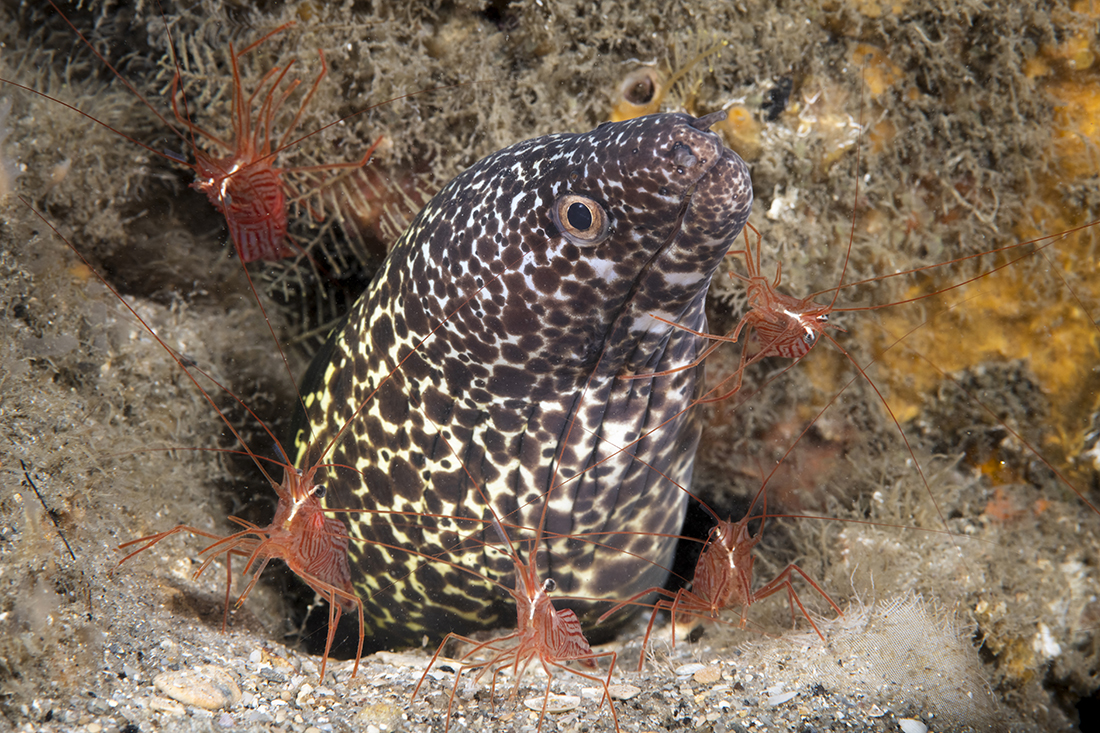 Spotted Moray surrounded by a group peppermint cleaner shrimp.