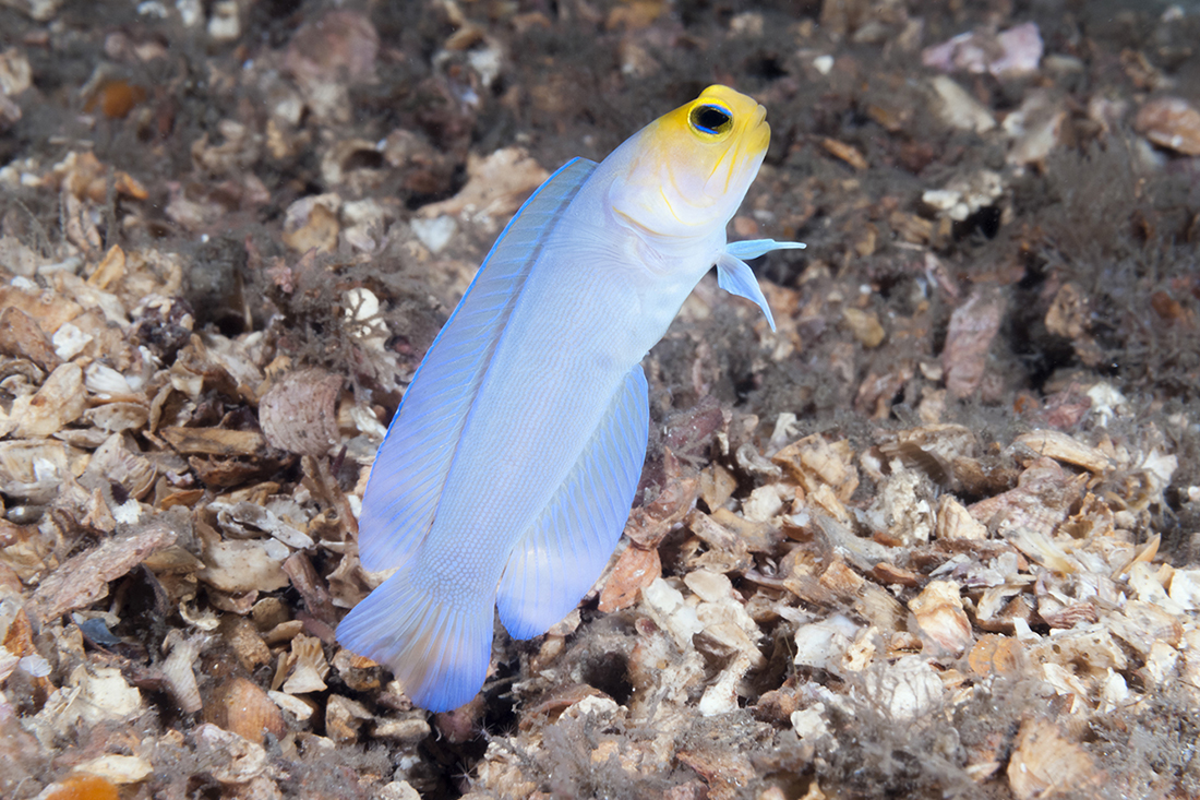 Yellowhead jawfish