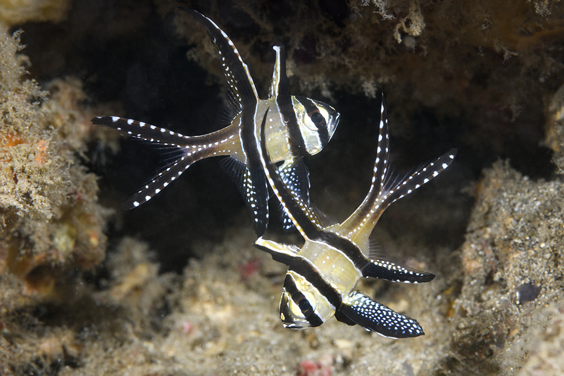 Pair of Banggai cardinalfish (Pterapogon kauderni)