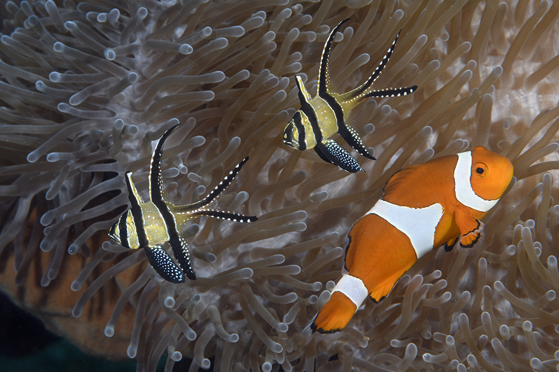 Pair of Banggai cardinalfish (Pterapogon kauderni) and false  clown anemonefish (Amphiprion ocellaris).