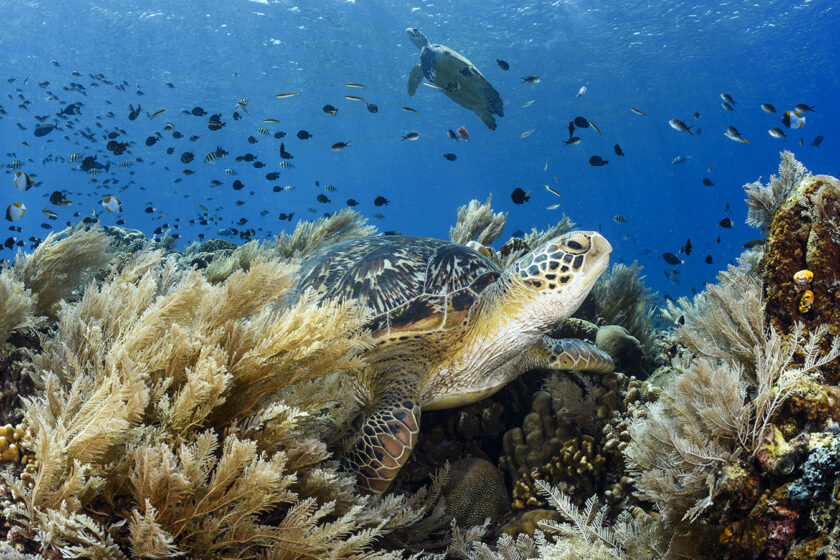 Green turtle (Chelonia mydas) resting on the reef in Bunaken National Park.