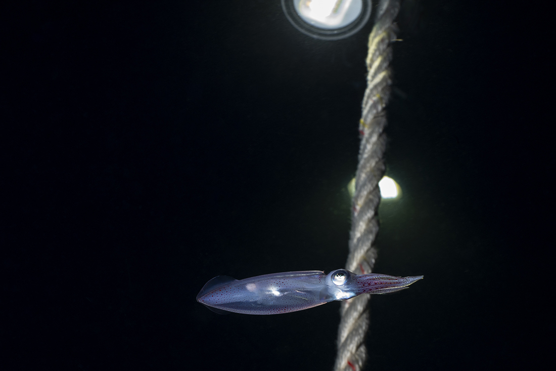 A small open ocean species of squid hangs below one the lights on the downline.