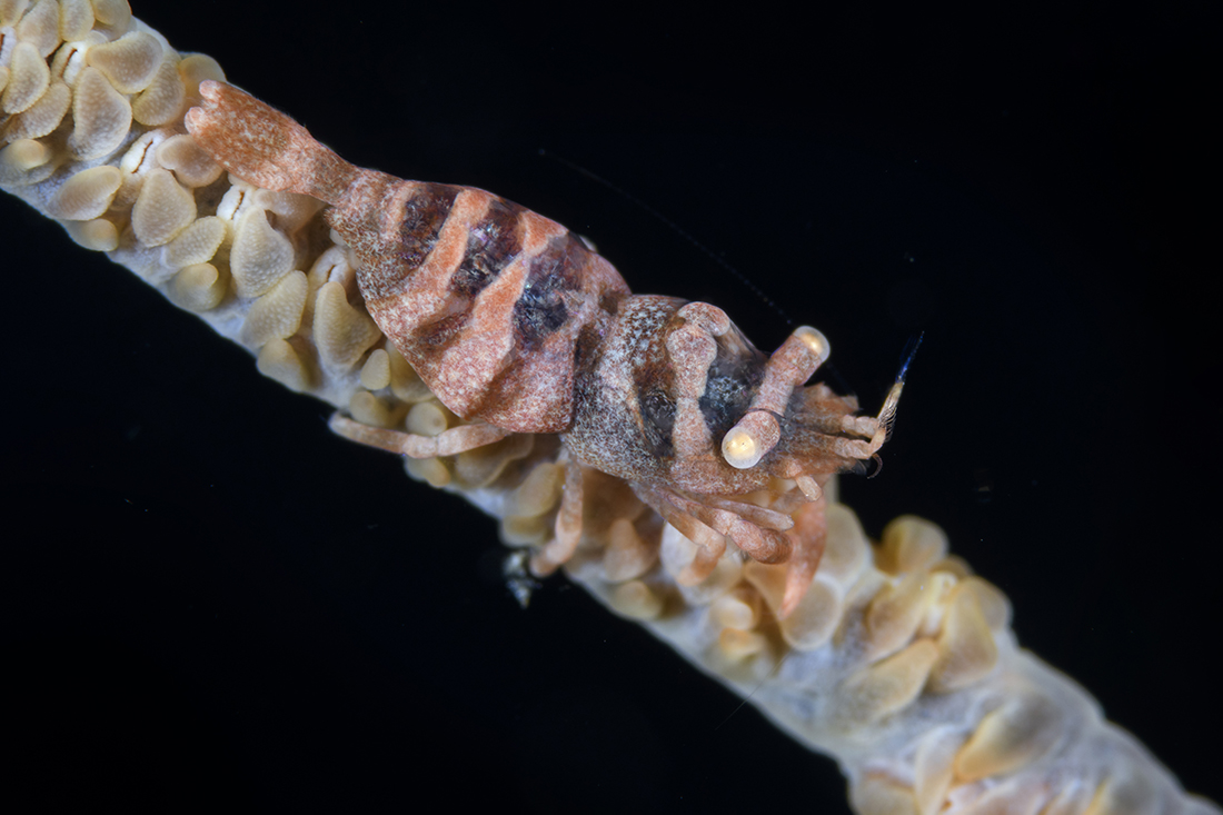 An Anker's Whip Coral Shrimp (Pontonides ankeri) on a strand of wire coral.