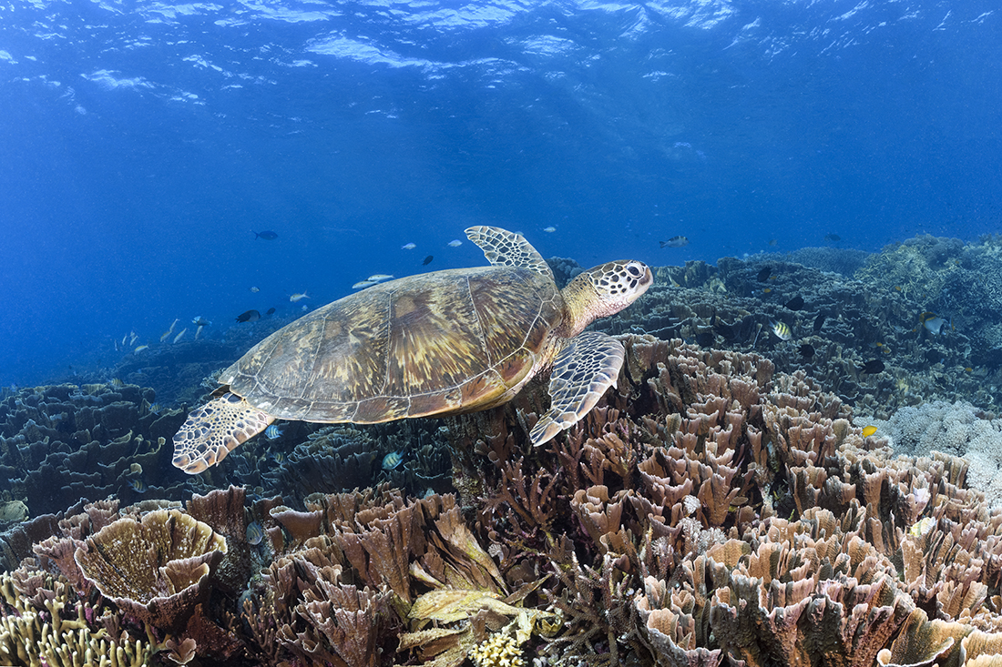 Green Turtle cruising over a garden of hard coral at Sebayur Kecil.