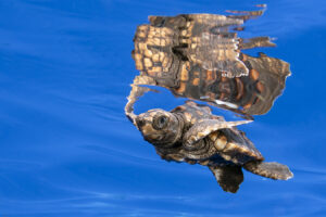Baby loggerhead turtle in the blue illustrating the Positive Side of Negative Space.