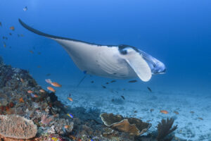 Reef Manta (Mobula alfredi)