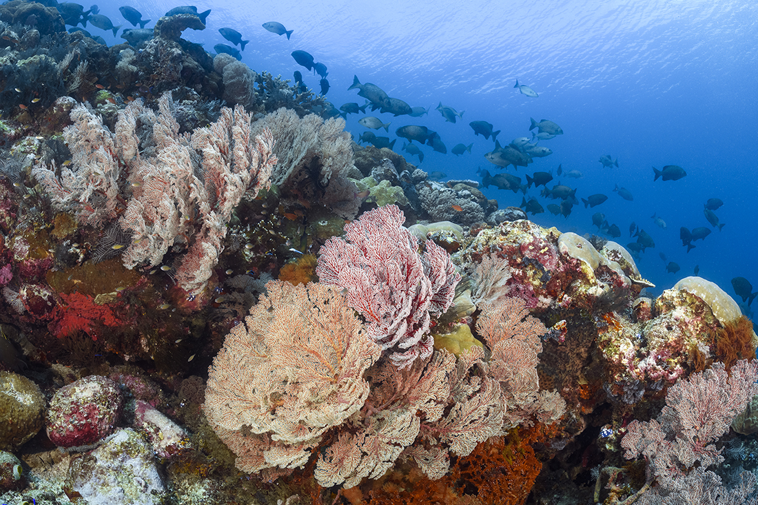 The reefs at Tanduk Rusa, off the northwesternmost point of Gili Banta Island features a very steep, semi-wall-like profile that drops from the surface down to 150 feet with several very large boulders at its base. Moving to either side of the point, the reef takes on a gentler sloping profile covered by broad colonies of hard corals alternating with more flamboyant colored gardens of soft corals.