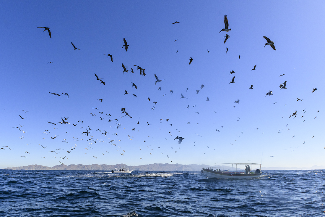 When it comes to sea bird activity offshore of Magdalena Bay, the most common species will be brown pelicans gathering mass when the sardines are driven to the surface by the larger predators below.