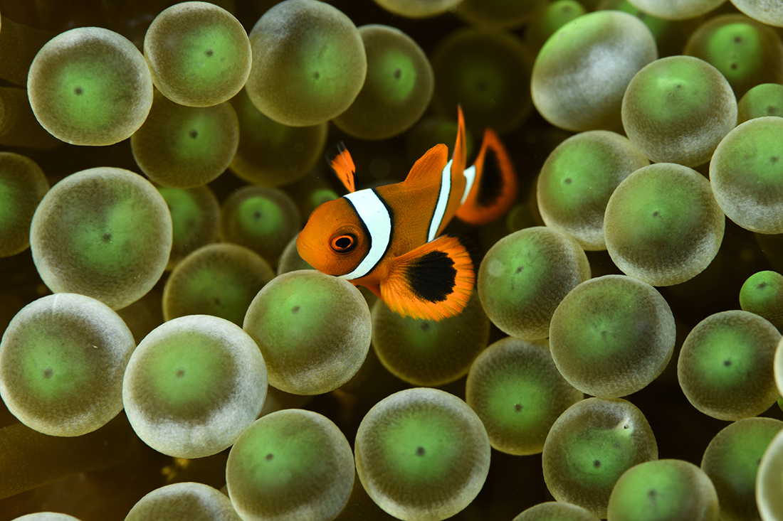 Juvenile spine-cheek anemonefish (Premnas biaculeatus) sourrounded by the tentacles of a jade green anemone.