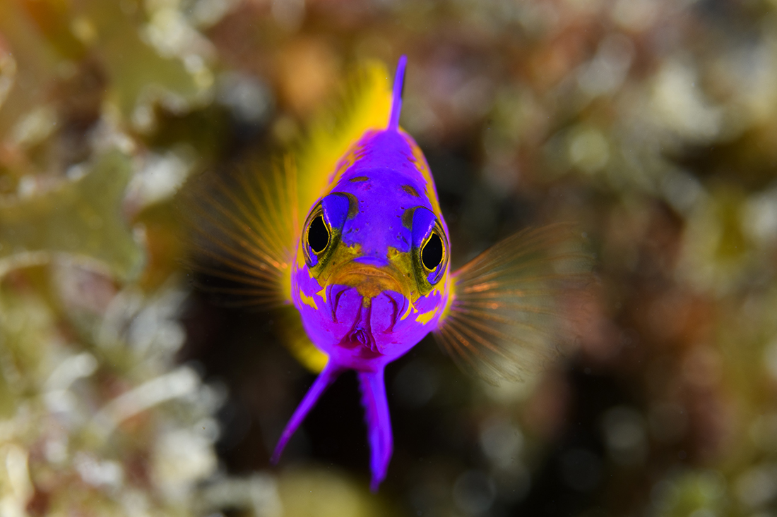Different from half purple, half yellow color pattern of the royal gramma (Gramma loreto), also known as the fairy basslet, the Golden basslet (Gramma dejongi is almost entirely yellow with only its pectoral fins in purple. This one photographed at the dive site La Cana in Cuba is likely a hybrid of the two.