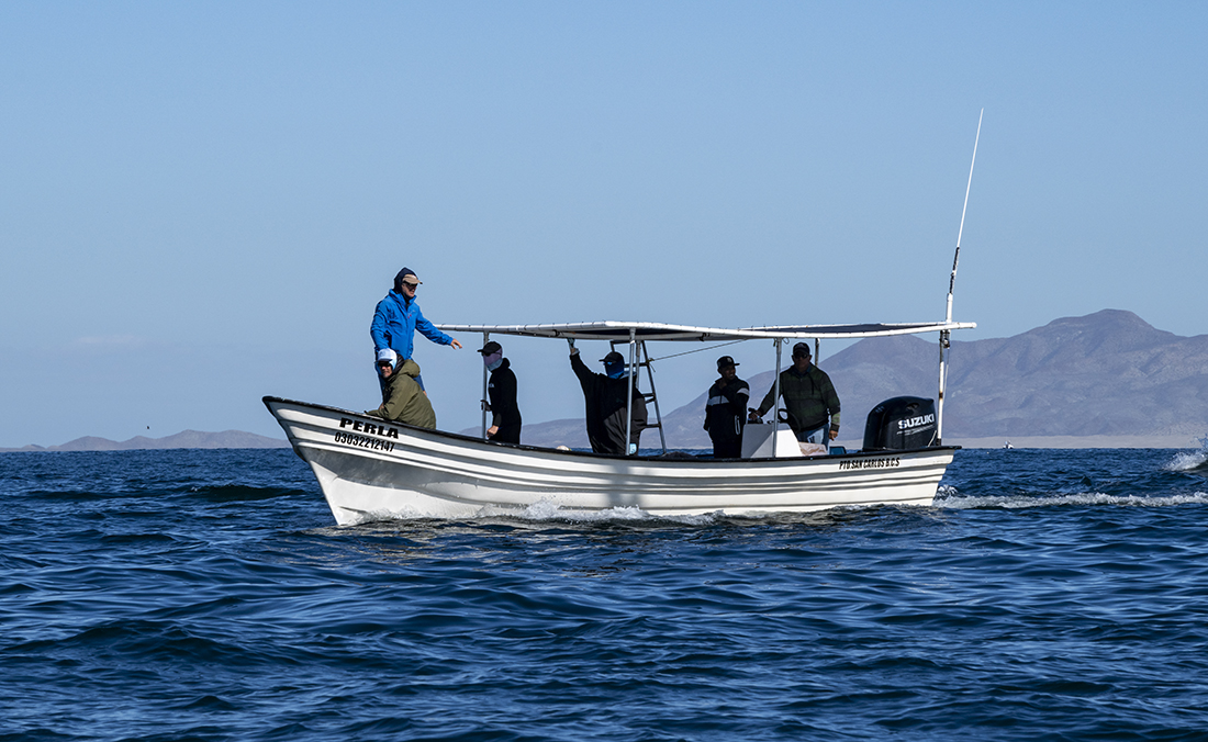One pangas from Puerto San Carlos with a small group of snorkelers out for the striped marlin.