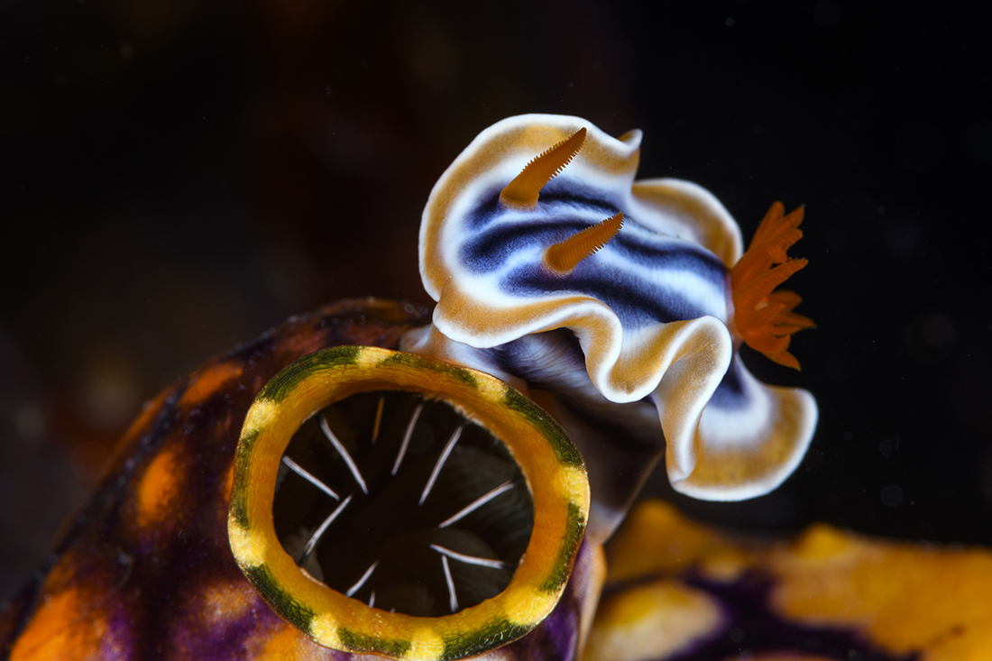 Chromodoris Magnifica Nudibranch crawling over a giant tunicate.