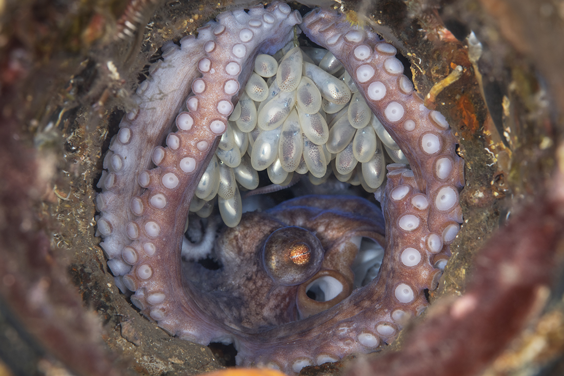 Caribbean reef octopus (Octopus briareus) brooding her clutch of  eggs.