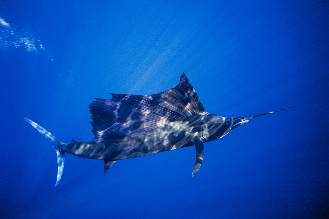 In addition to the appearance of the Stripe Marlin, Pacific Sailfish (Istiophorus platypterus) are known to show up is in a little bit warmer (75 – 79 F / 23.8 – 26.1 C) range. Should they happen show, there is no mistaking who they are.