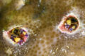 A pair Indo Pacific coral hermits peering out from their holes in a coral head.