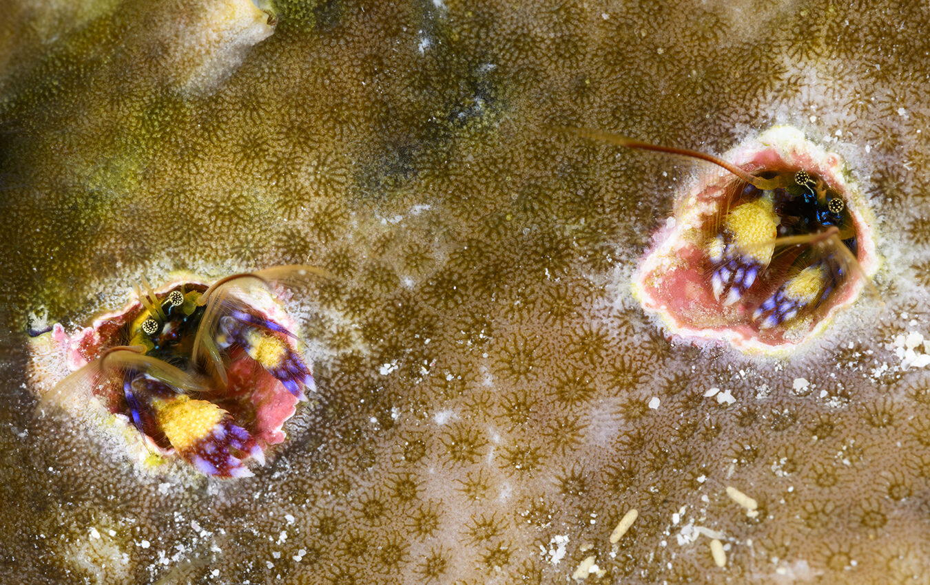 A pair Indo Pacific coral hermits peering out from their holes in a coral head.