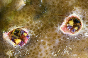 A pair Indo Pacific coral hermits peering out from their holes in a coral head.