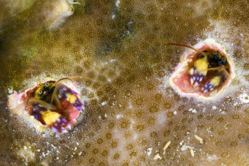 A pair Indo Pacific coral hermits peering out from their holes in a coral head.