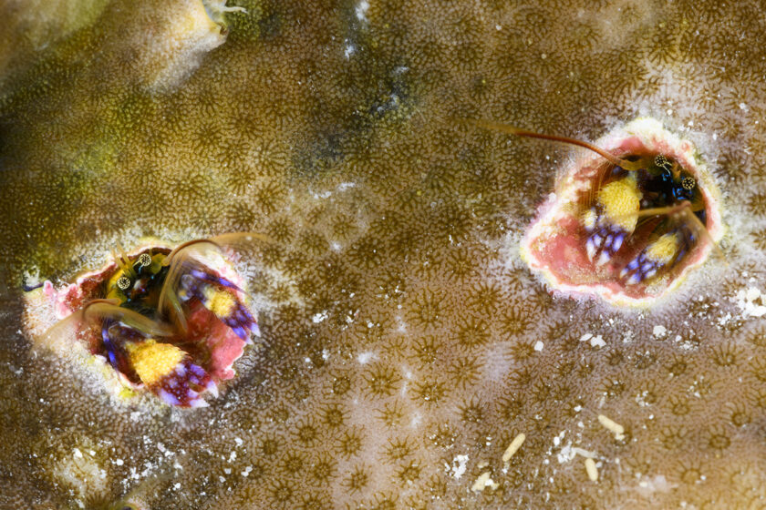 A pair Indo Pacific coral hermits peering out from their holes in a coral head.