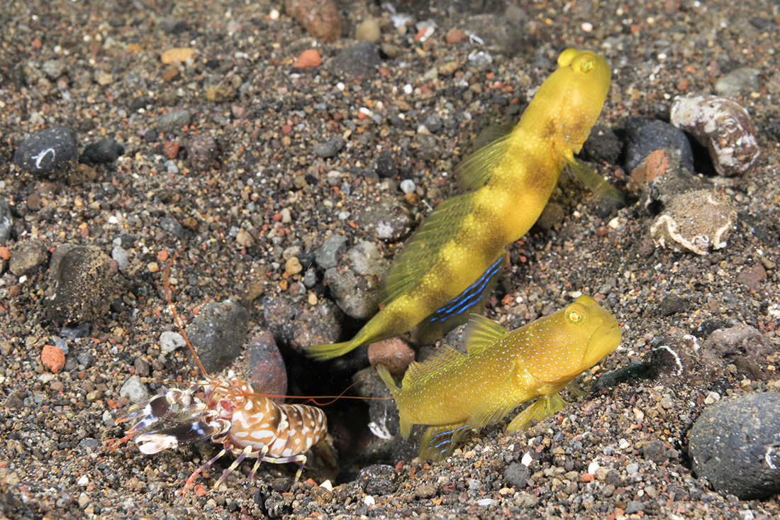 Yellow watchman goby (Cryptocentrus cinctus) and tiger pistol shrimp (Alpheus bellulus).